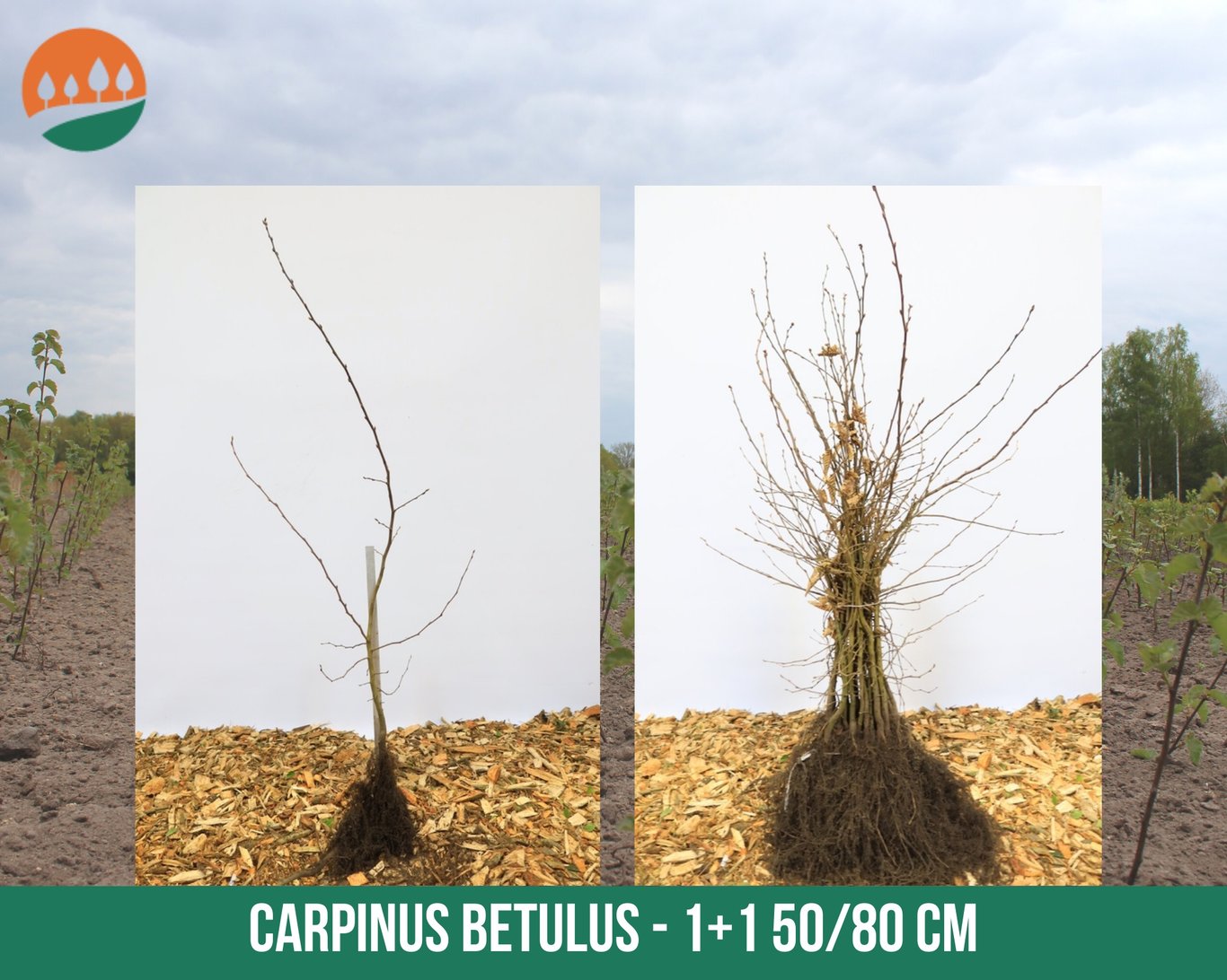 Carpinus betulus - 60-80 CM bare root 1/1
